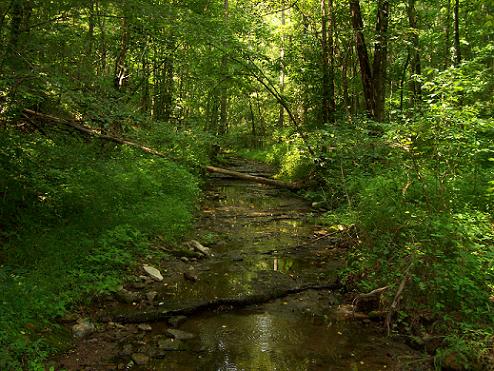Looking up little creek - This is a shot of the little creek that is a property boundary on our land. I think this is one of the most beautiful places on our farm (RedPath).