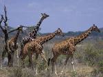 kenya - giraffes in kenya