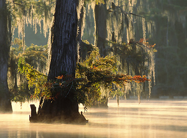 Bayou - Bayou in Louisiana Describes Louisiana culture