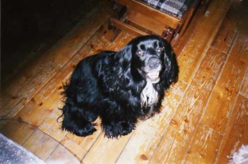 Kiddo - Hi my name is Kiddo. I am a pure bred cocker spaniel. I turned four years old in March. I do not have registered papers. I weigh thirty-seven pounds. I am looking for a mate to have babies. Please help. I live in Winnipeg, Manitoba