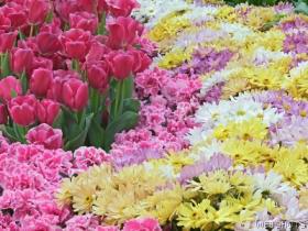FLowers - They are so beautiful