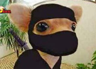 Ninja Chihuahua - beware of ... the ninja chihuahua