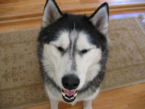 Husky - Siberian Husky
