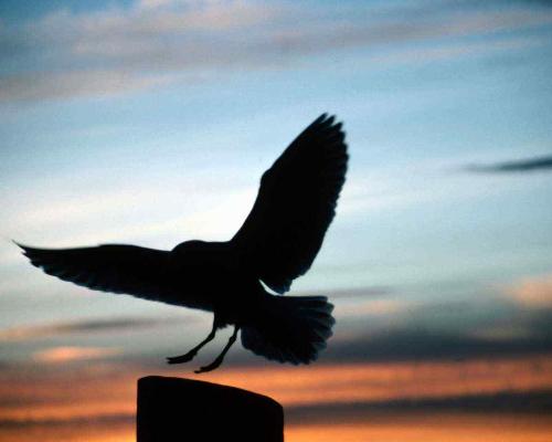 bird - photo of a bird