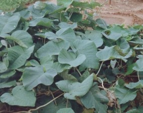 Medicinal plant - Argyria nervosa