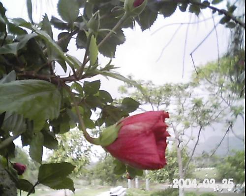 flower on a tree - Jungle area - Flower on a tree in a jungle area of Vijaynagar District - Gujarat, India