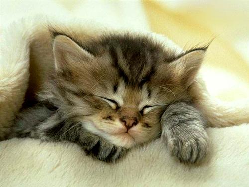 kitty cat - natures beautiful creation..is in it?