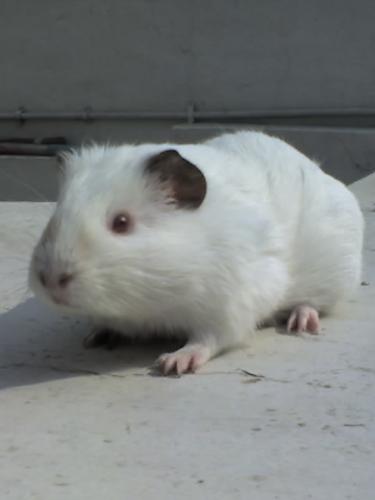 My Pet Guinea Pig1 - Really cute pet! Right?