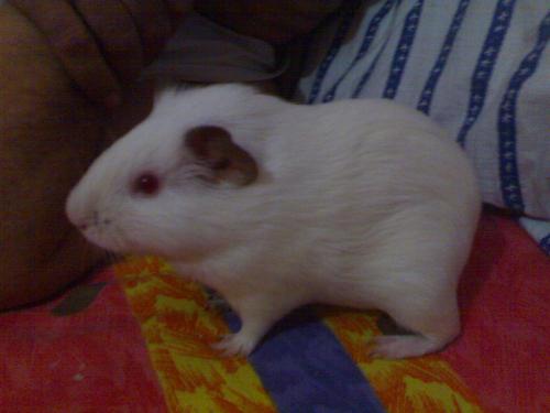 Cute white Guinea Pig - Thats The cute pet.