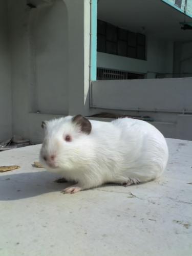 Thats's Guinea Pig - Thats the cute pet and everyone like it.