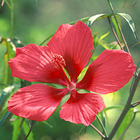 Hibiscus rosasenensis or Gumamela - Members of the Malvaceae family, various species of hibiscus are shrubs found practically around the globe. The flower of hibiscus is the part used as medicine.