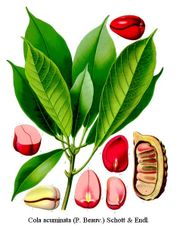 Kola Plant and Nuts - Contains caffeine and is believe to be a stimulant