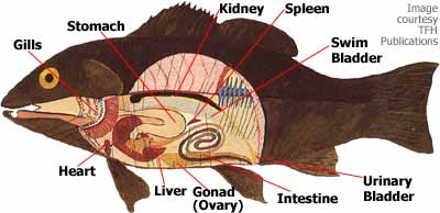 Fish - Fishes have ears, however, they do not have external openings. The ears pick up vibrations and help the fish hear and navigate.Fish also have a unique navigational aid unlike anything found on mammals. The structure is called the lateral line and runs along the side of the fish. The lateral line contains small sensory hairs that can detect even tiny vibrations. This extra organ allows fish to navigate and hunt prey even in low light or cloudy water conditions.