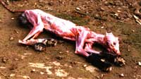 Skinned Mink - This is what a skinned mink looks like. Sickening