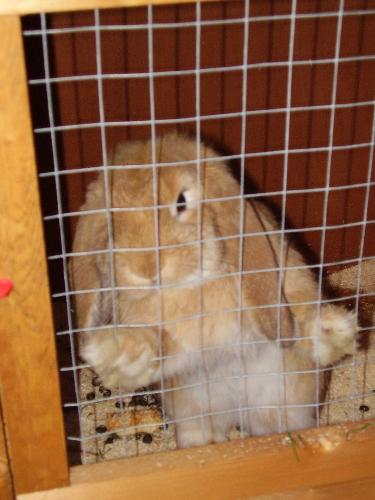 Henry - German Lop