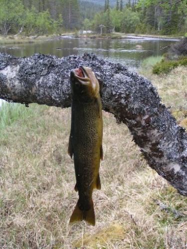 A nice Trout - This nice trout i catch this week and hawe a big fight with it to get it on land