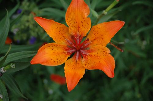 Orange Lilly - Orange Lilly in closeupp