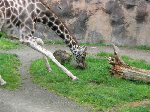Giraffe - Giraffe bending down to eat the grass