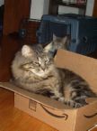 amazon.com - cat in an amazon.com box (another in the background, but in a carrier)