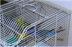 Sugar Pie and Tweety Pie - Sugar Pie is the green one and Tweety Pie is blue