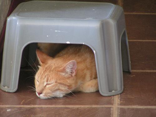 Buddy, sleeping again. - Our young male cat likes to sleep on the floor next to a wall. Since the little footstool was next to the wall also, he decided to try a nap under it!