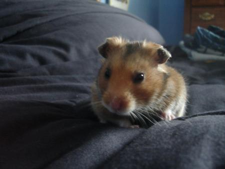 hamster - its a pic of a golden hamster