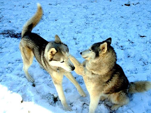 My huskies - These are my babies, Rusky and Jewel playing in the snow. They love the snow!