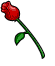 Red Roses - A rose is a rose.