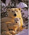 Polar-bear - polar bears are rare spices in the world.