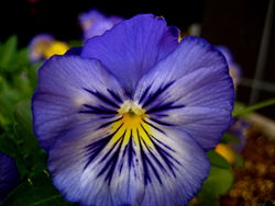 Pansies.... - Pansies.. 