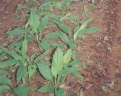 medicinal plant - This belongs to family of ginger and has a flavour of mango and hence is also called mango auda.Pickles are made out of it. Good for digestive system.