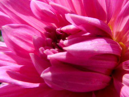 macro of a flower - close up shot of a flower , with some nice contrast
