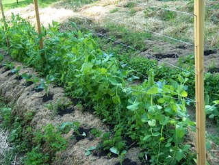 string peas - String peas are growing