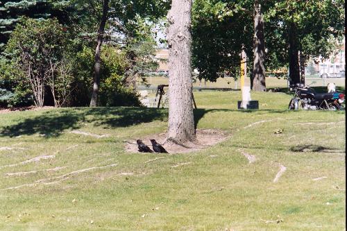 Find the Bird - Find the bird by CACC