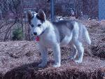 husky puppy - husky puppy image