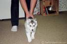 siberian husky - siberian husky image