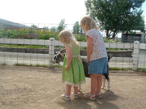 My girls playing with the goats - Here are my girls playing with a goat in a little petting zoo we stopped at in Fargo, ND. Really sweet. This little goat had an infatuation with shoes, as it kept licking everyone's shoes when we went in there.
