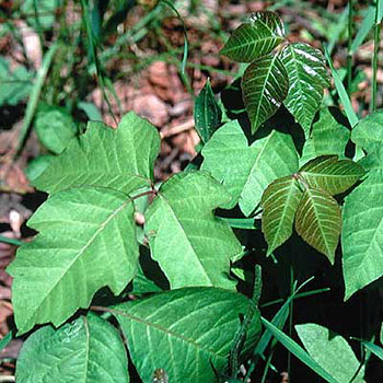 poison ivy - poison ivy leaf