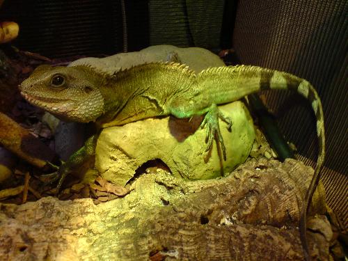 bighead - water dragon