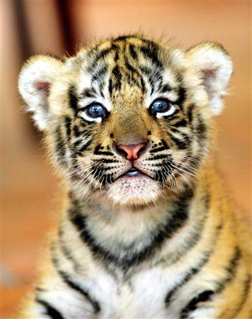 tiger - baby tiger