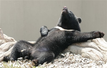 bear - laxy bear