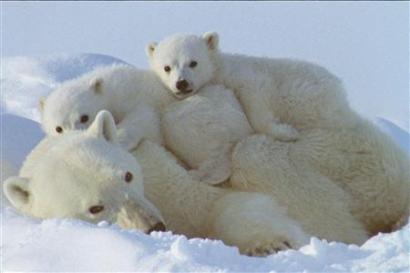 polar bear - polar bear family