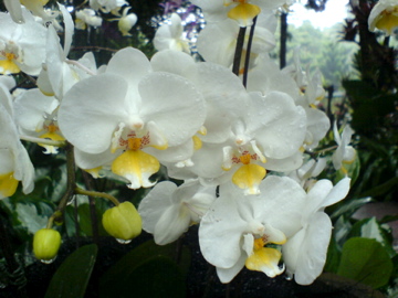 Orchids - Singapore Botanic Garden
