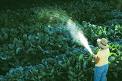 Watering plants - Plants are watered