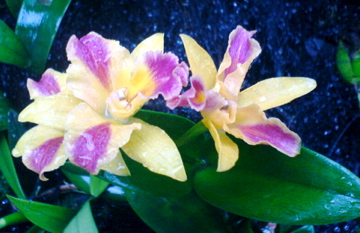 orchids - Singapore Botanic Gardens