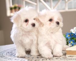 Free Wallpaper ---baby dog - Free Wallpaper ---baby dog