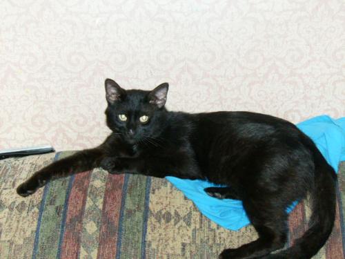 Pets - My black cat, George perched comfortably atop the back of our sofa.