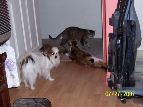 My three pets - Petie, Abigail and Sammie all together. Abigail is trying to play with Sammie and Petie is trying to keep out of the middle of Abigail&#039;s claws.