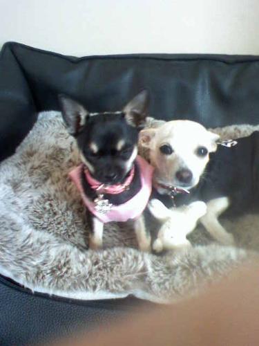 My Chihuahuas are better than yours! - Buster and Lola Kick Ass!! Buster can do 'High Five' in a Borat stylee! Lola is a Diva! in a fat Liza Minelli stylee!