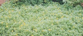 A medicinal plant - Wedelia calendulacic belongs to family asteraceae. Plant is used for intellect promoting.